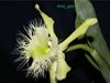 Rhyncholaelia digbyana 